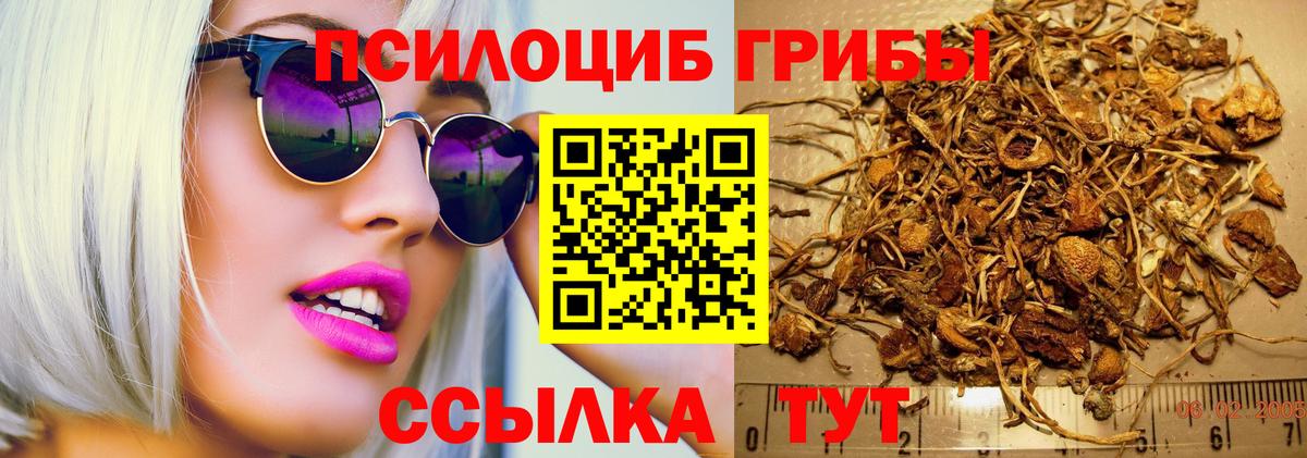 Псилоцибиновые грибы Psilocybe Саров
